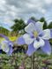 Aquilegia caerulea 'Blue Star'