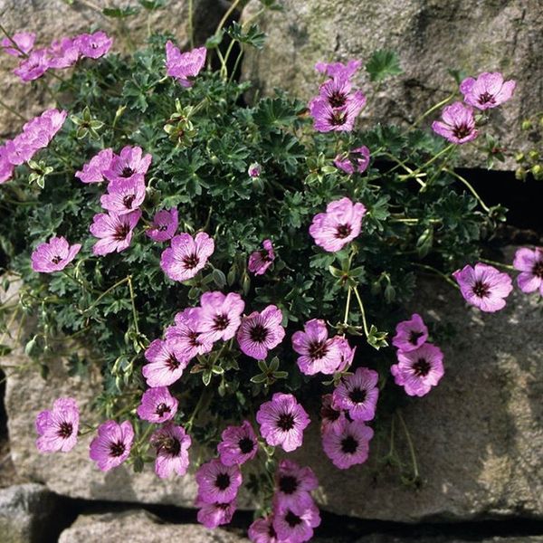 Geranium 'Ballerina '