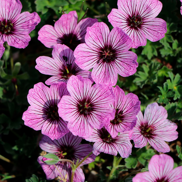 Geranium 'Ballerina '