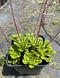 Saxifraga umbrosa variegata