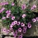 Geranium 'Ballerina '