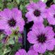 Geranium 'Ballerina '