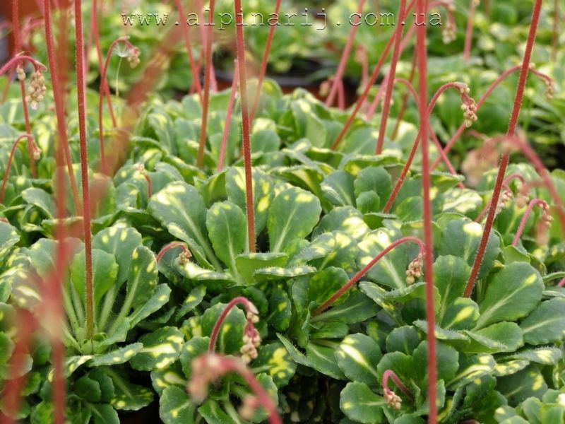 Saxifraga umbrosa variegata