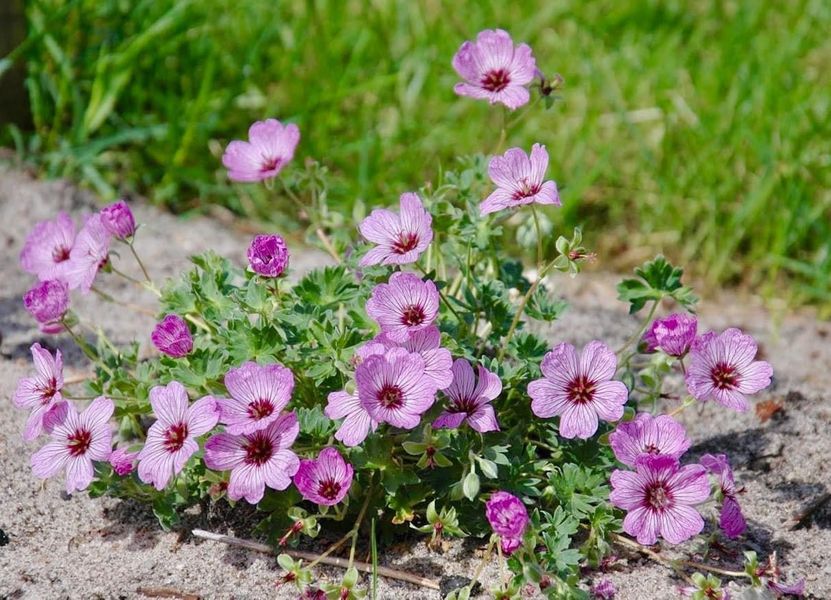 Geranium 'Ballerina '