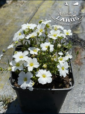 Arenaria Montana