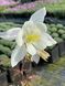 Aquilegia caerulea White Star