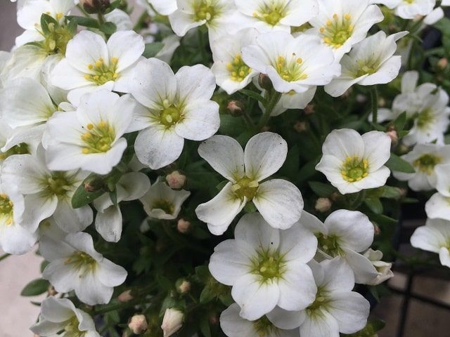 Arenaria Montana