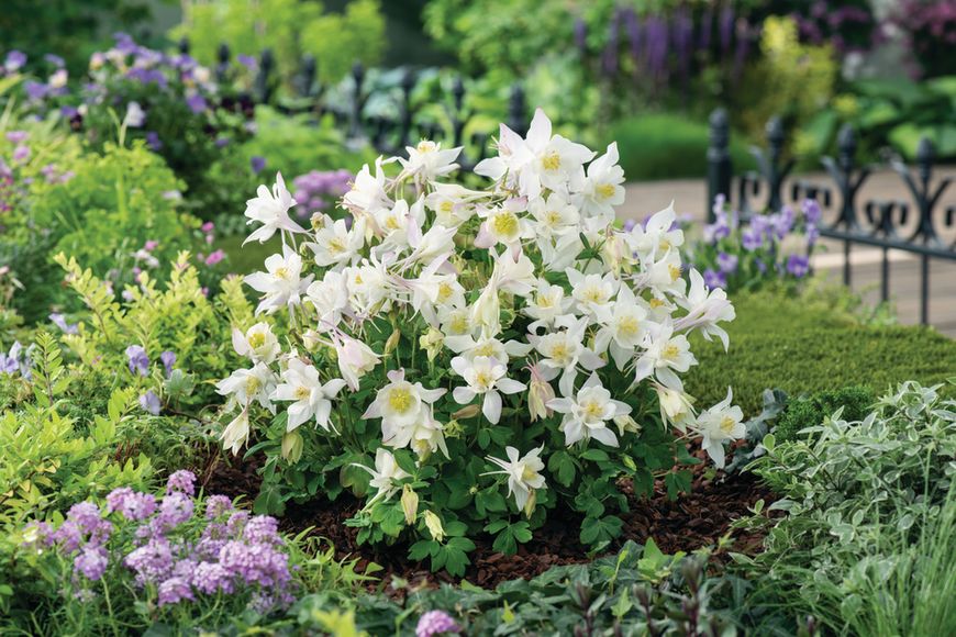 Aquilegia caerulea White Star