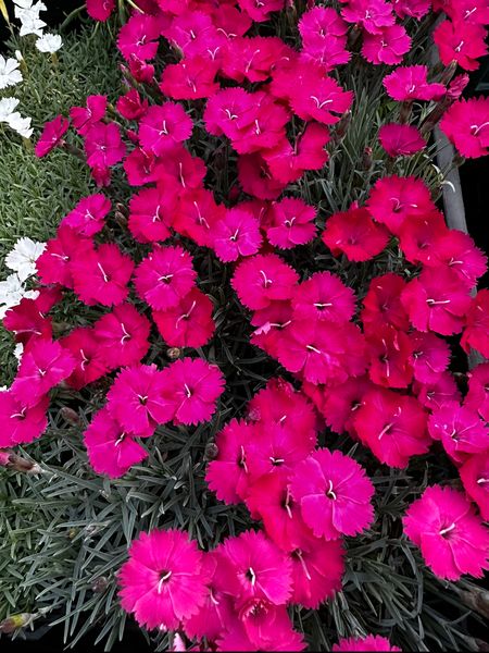 Dianthus "Badenia"