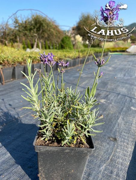 Lavandula angustifolia hidcote blue