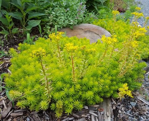 Sedum "Winter lemon"