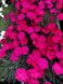 Dianthus "Badenia"