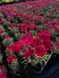 Dianthus "Badenia"