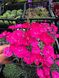 Dianthus "Badenia"