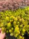 Sedum "Winter lemon"