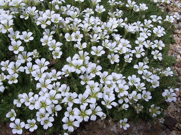 Arenaria Obtusiloba