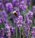 Lavandula angustifolia hidcote blue