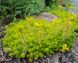 Sedum "Winter lemon"