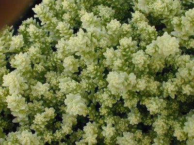 Sedum acre 'Yellow Queen'