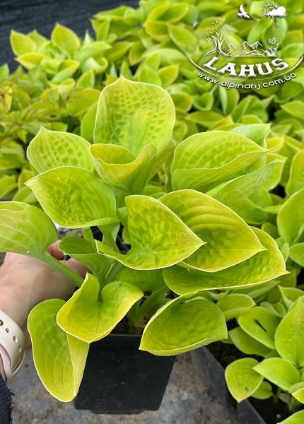 Hosta Maui Buttercups