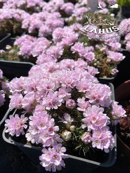 Armeria "Lelekovice"