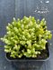 Sedum acre 'Yellow Queen'