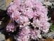 Armeria "Lelekovice"