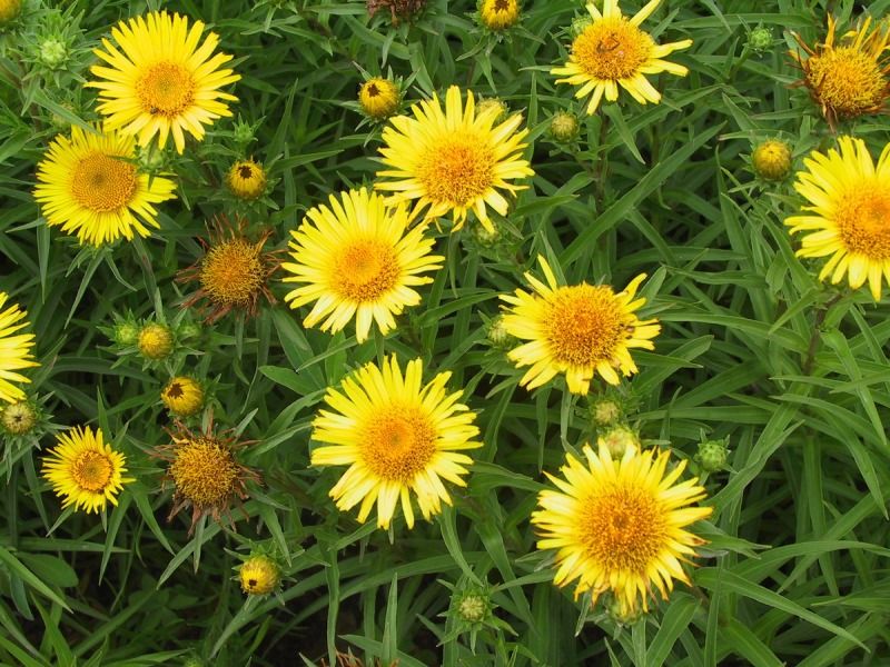 Inula Ensifolia