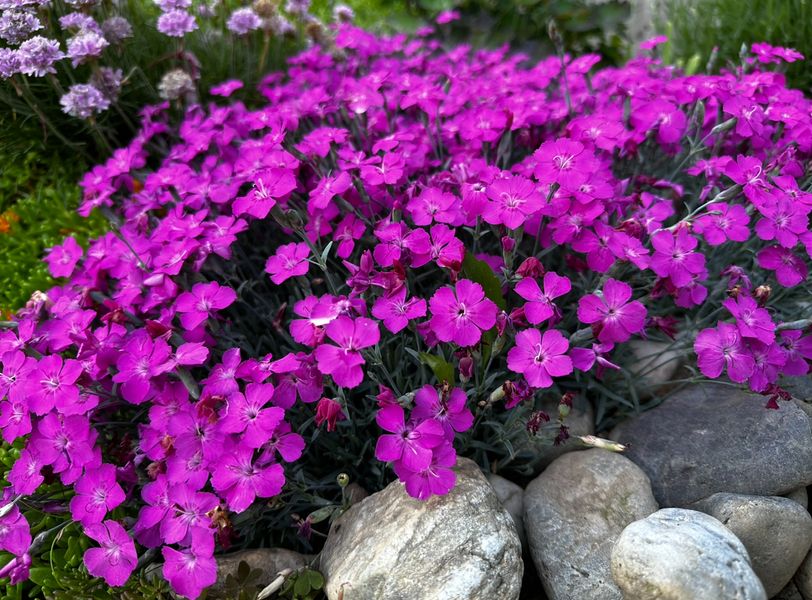 Dianthus 'Babi lom'