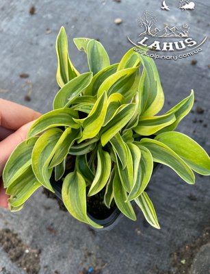 Hosta Funny Mouse