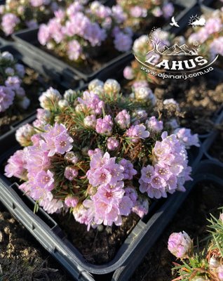 Armeria junip. "Brno"