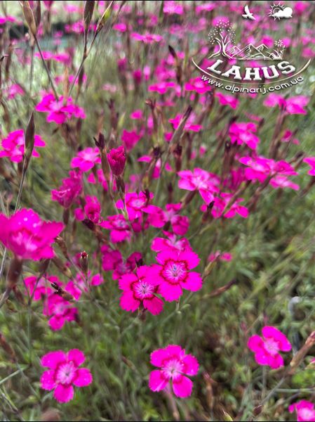 Dianthus Deltoides