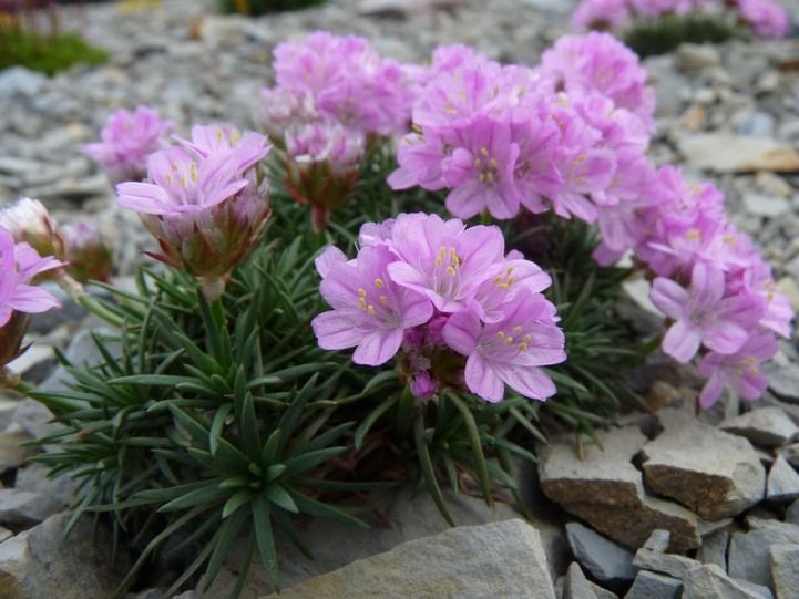 Armeria junip. "Brno"