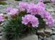 Armeria junip. "Brno"