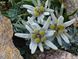 Leontopodium Alpinum