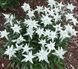 Leontopodium Alpinum