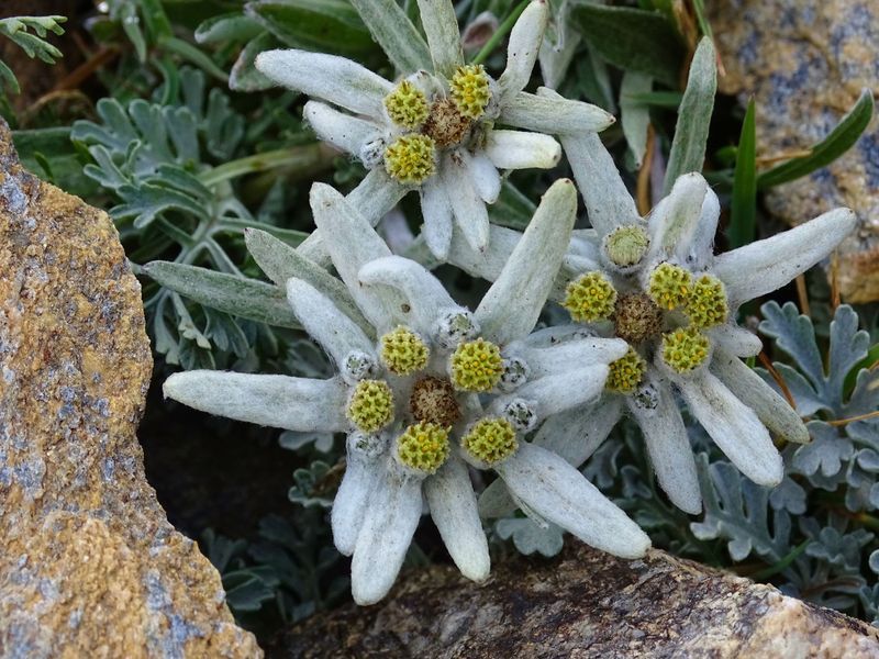 Leontopodium Alpinum