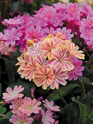 Lewisia