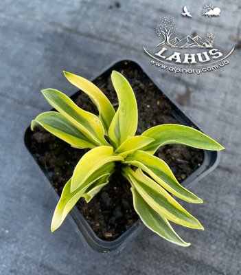 Hosta Funny Mouse