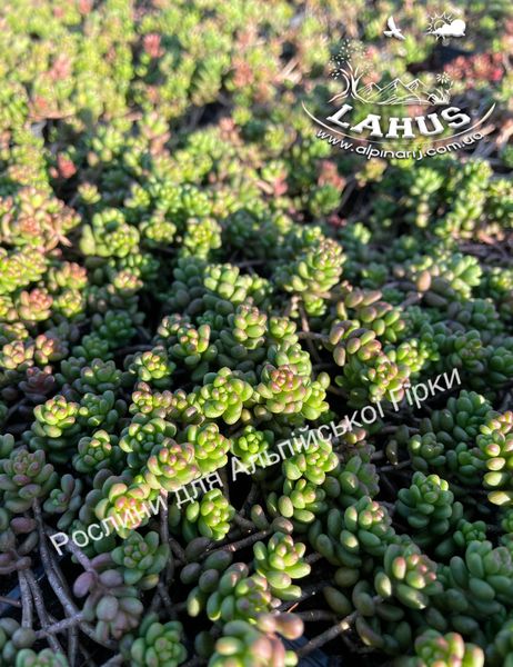 Sedum album var.