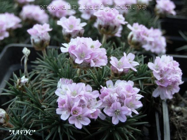 Armeria Juniperifolia