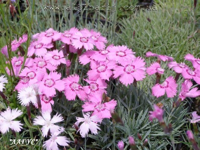 Dianthus gratianopolitanus  'Coral Eye '