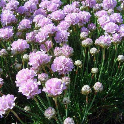 Armeria maritima ''Rosea''