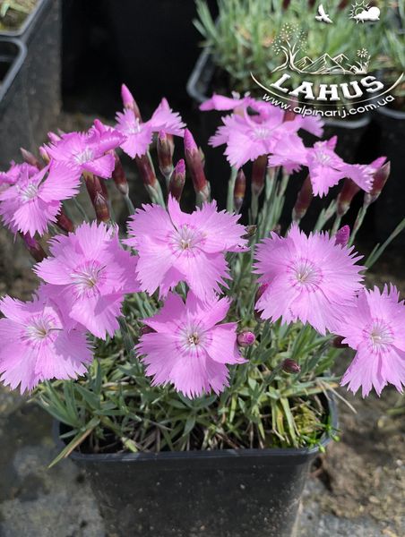 Dianthus gratianopolitanus ' Light Pink '