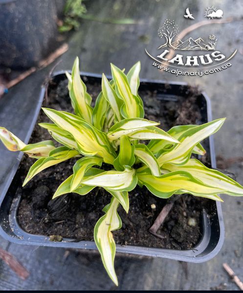 Hosta Little Jay