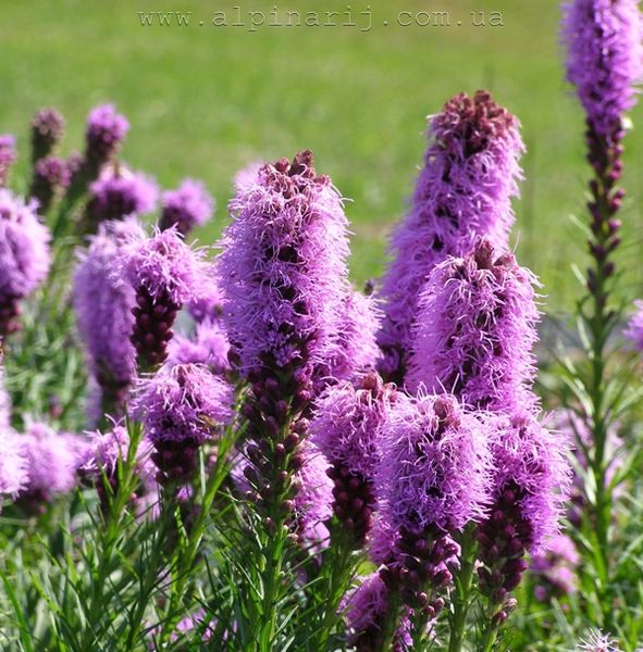 Liatris spicata 'Kobold'