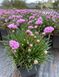 Armeria maritima ''Rosea''