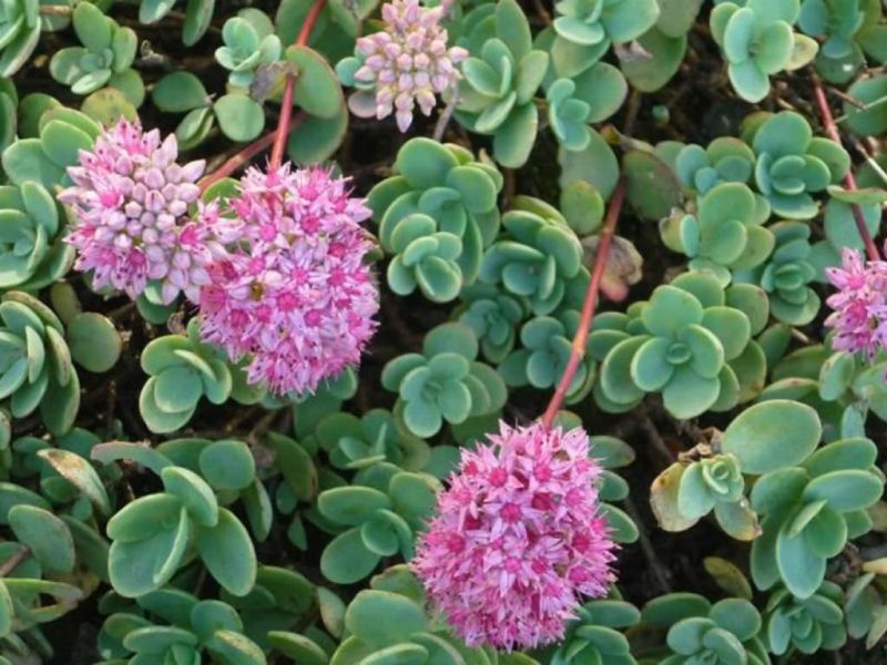 Sedum ewersii Minor