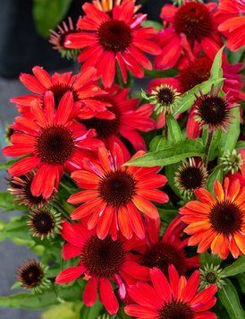 Echinacea 'SunMagic Vintage Ruby'