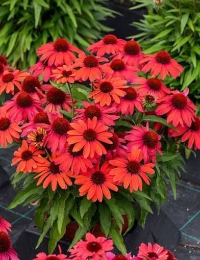 Echinacea 'SunMagic Vintage Ruby'